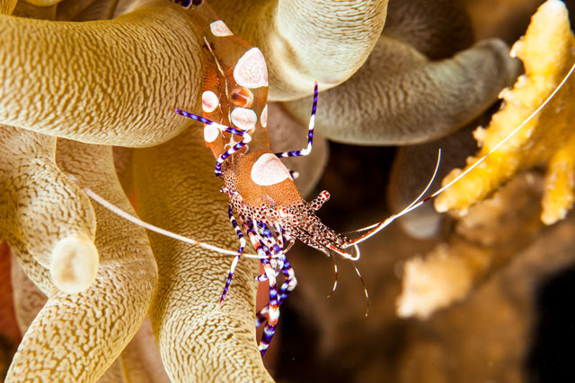 Curacao diving